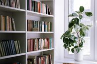 Green Indoor Plant on White Wooden Book Shelf