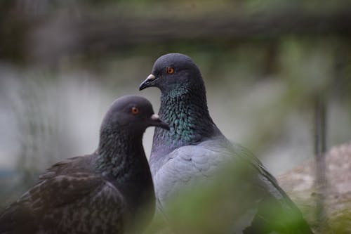사랑 비둘기, 사랑 새의 무료 스톡 사진
