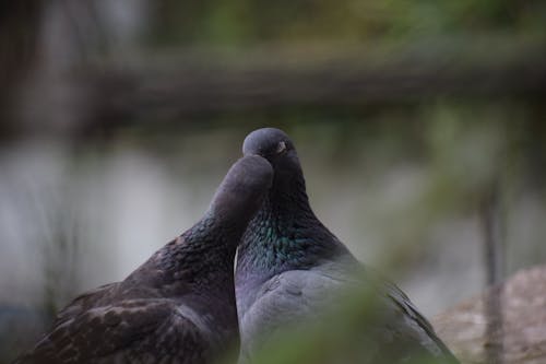 Ingyenes stockfotó #szerelem szerelem, galambok, szerelmes madarak témában