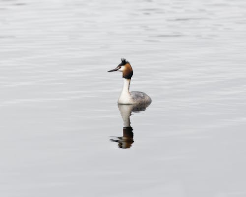 Photo of a Great Crested Grebe on Water