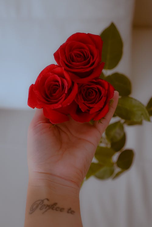 Close Up Photo of Red Flowers