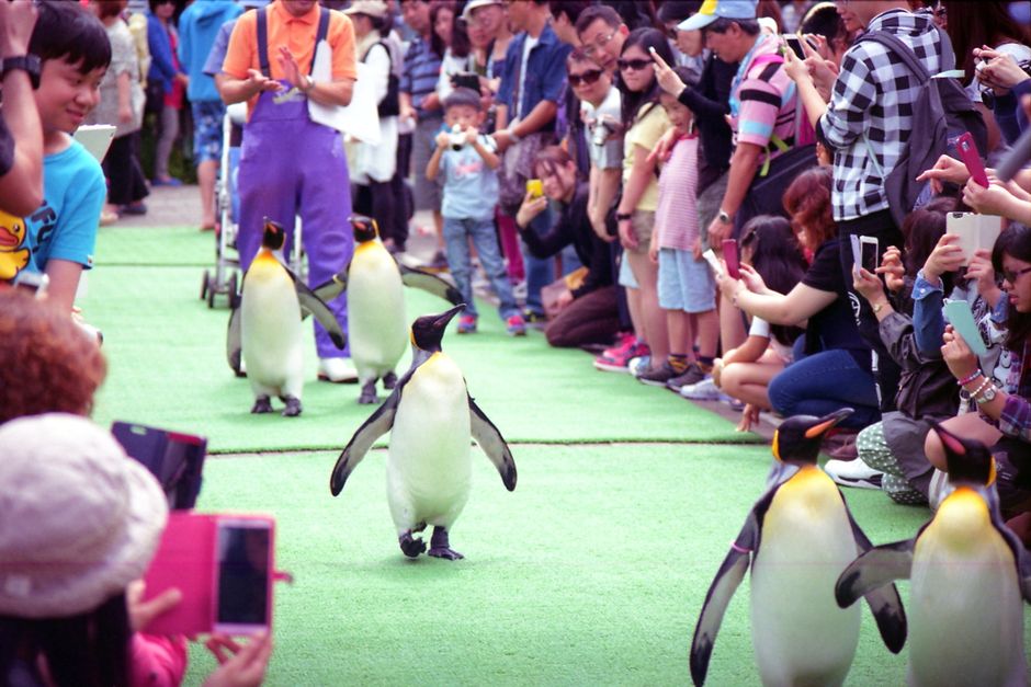 Why the Penguin Parade is a Must-See Why the Penguin Parade is a Must-See