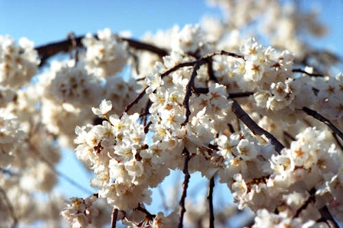 White Cherry Blossom in Bloom 