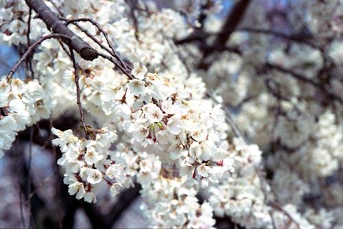 White Cherry Blossom Flowers in Close-up Photography