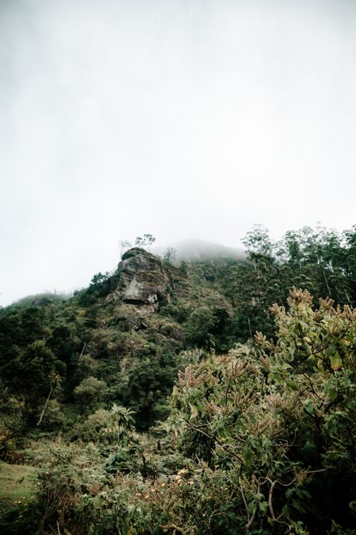 Free A serene misty mountainside with abundant greenery and towering trees. Stock Photo