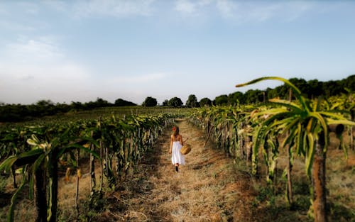 Foto stok gratis agrikultura, berjalan, bidang