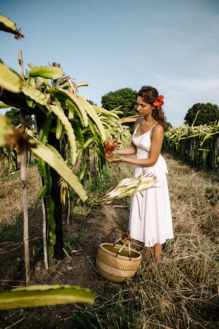 A Woman In White Dress Harvesting A Fruit