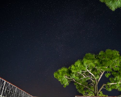 ağaçlar, dar açılı çekim, gece gökyüzü içeren Ücretsiz stok fotoğraf
