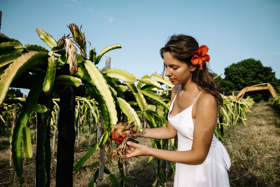 Photo by ROMAN ODINTSOV A woman harvesting dragon fruit in a field, showcasing organic farming and nature's bounty.