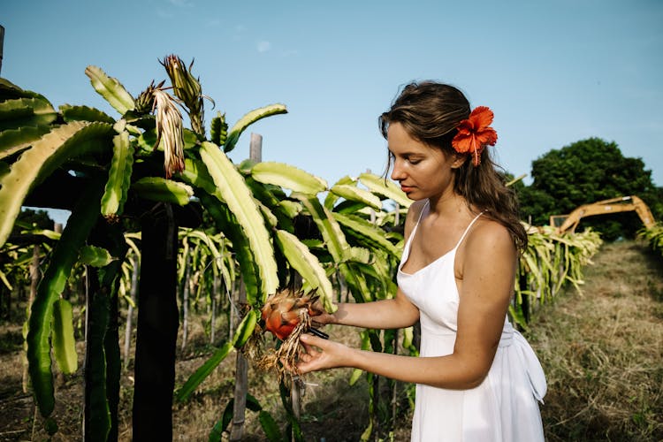 A Woman In A White Dress Harvesting A Fruit