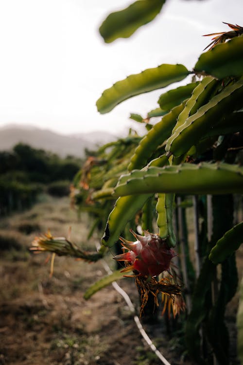 Základová fotografie zdarma na téma bělomasá pitahaya, dračí ovoce, farma