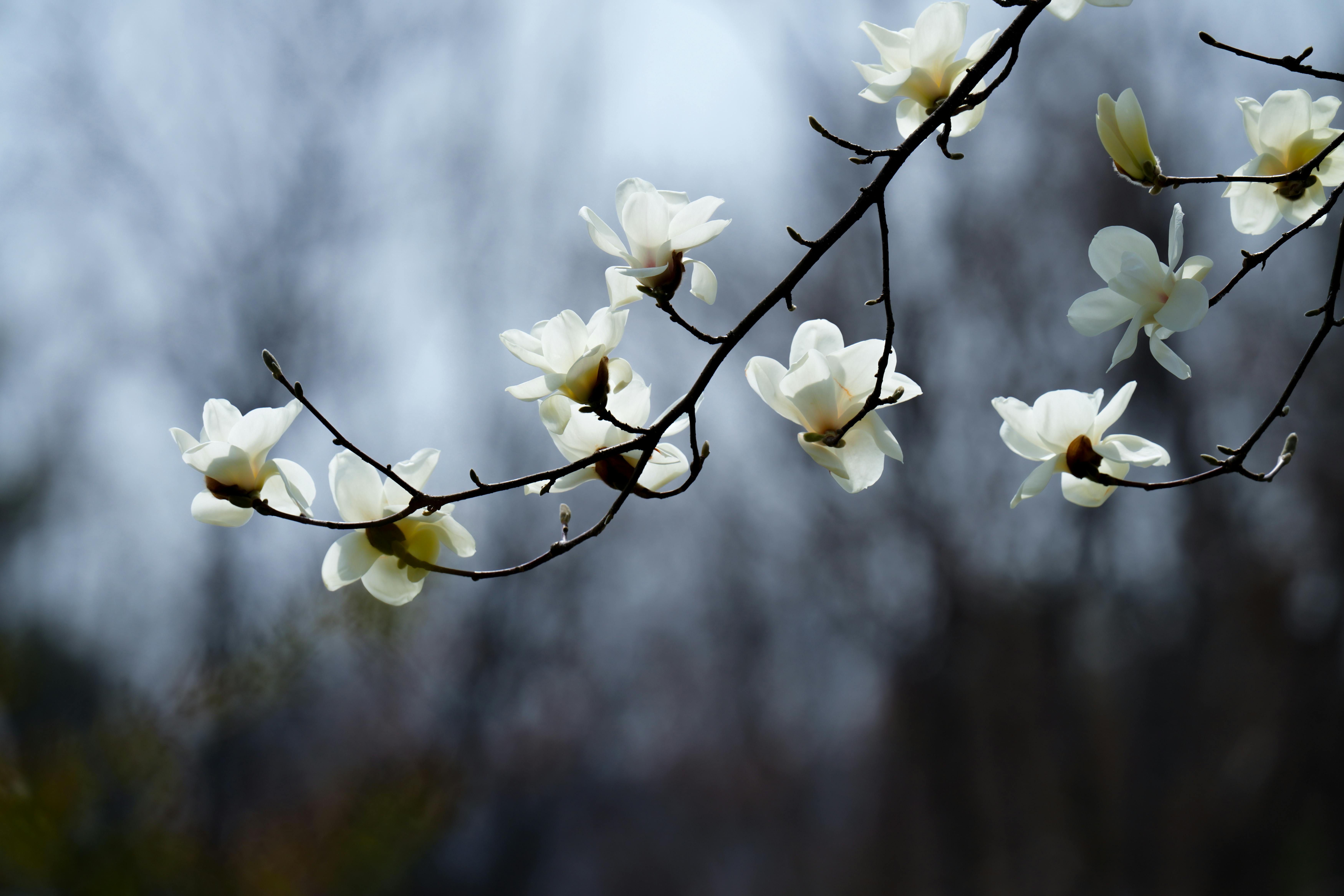 Magnolia’s AAA Hobbies To Close 2026 (Second Half). Iconic Hobby- Craft Emporium — Photo by 대정 김 on Pexels