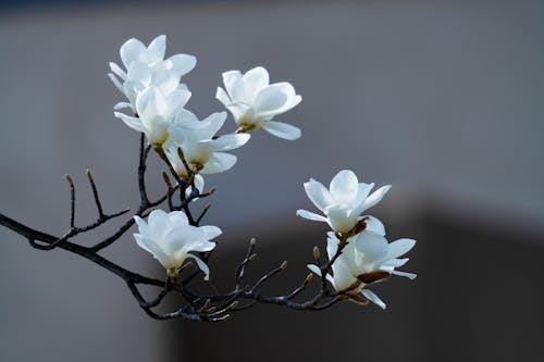 Kostenloses Stock Foto zu äste, blühen, blumen