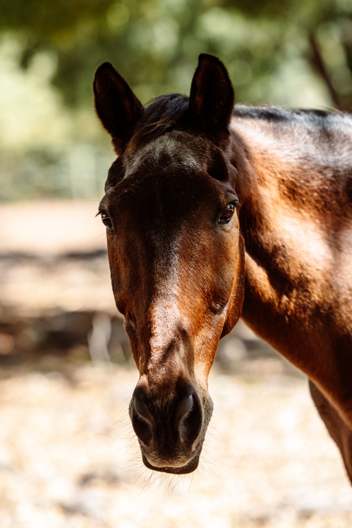 Close-up of a chestnut horse outdoors in natural light