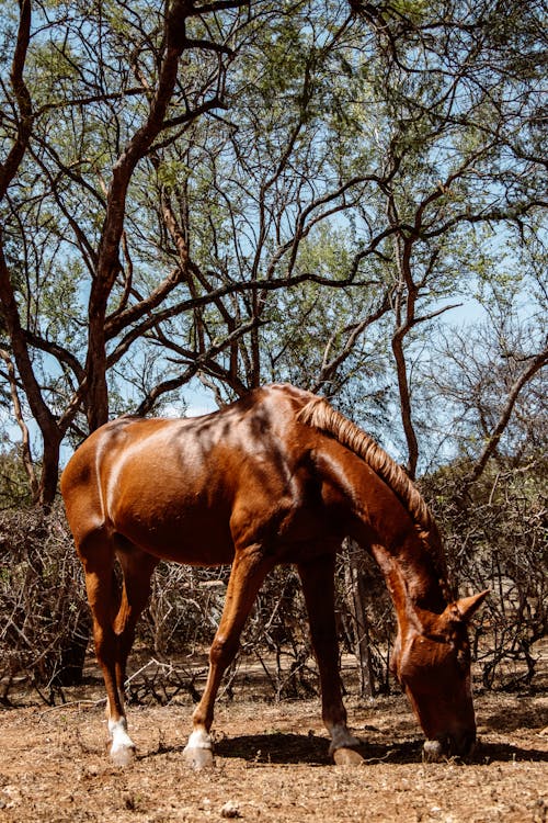 Foto profissional grátis de animal da fazenda, árvores, cavalo