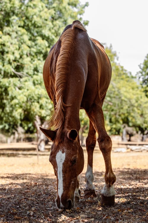Photo of a Brown Horse Eating