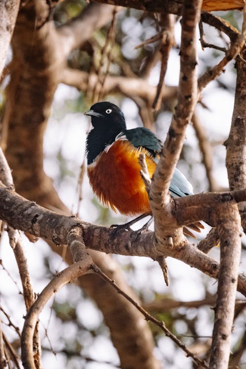 Free A Superb Starling Bird Perched on a Tree Branch Stock Photo