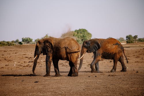 Elephants Walking on Dry Land