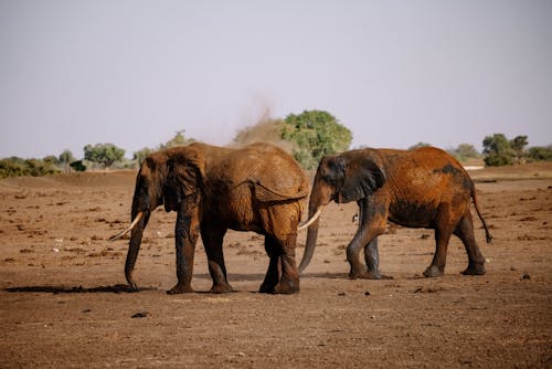 Foto profissional grátis de ameaçado de extinção, animais, animais selvagens