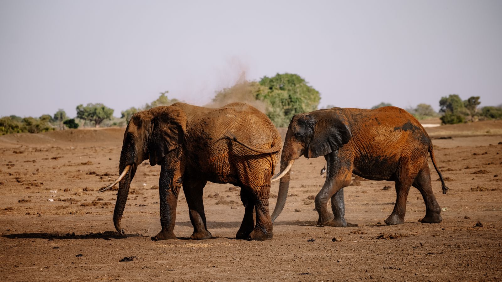 Elephants walking on dry land, Burkina Faso