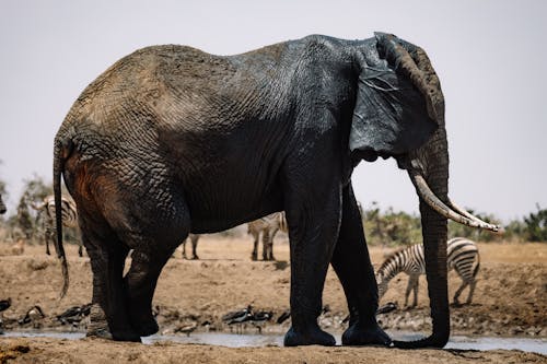 Muddy Elephant on Near a Body of Water