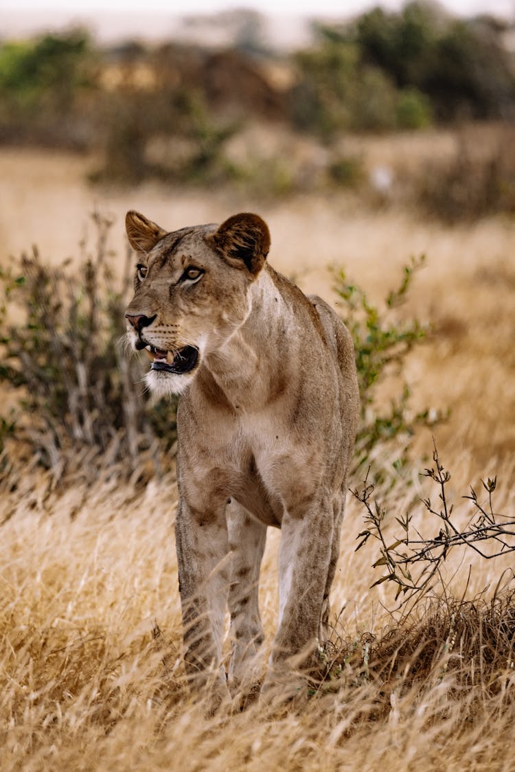 Lioness Standing Brown Grass