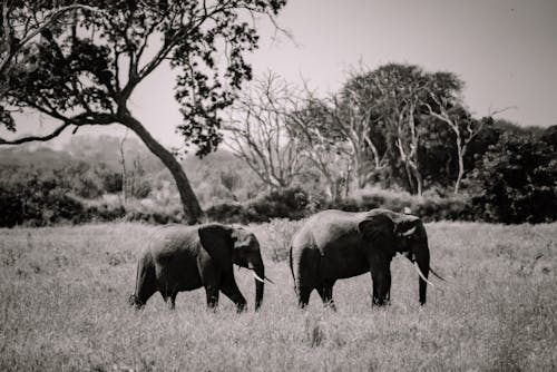 Free Monochrome Photo of Elephants  Stock Photo