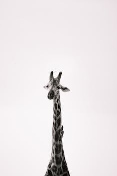 A stunning monochrome portrait of a giraffe with a long neck against a minimalist background, emphasizing its spots.