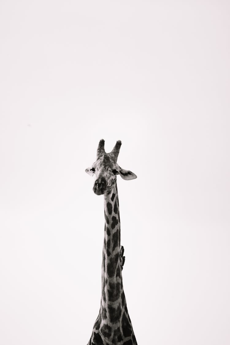 Grayscale Photo Of A Giraffe 