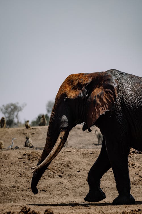Безкоштовне стокове фото на тему «африканський слон, бивні, вертикальні постріл» стокове фото