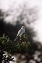 White and Blue Bird Perched on Green Plant