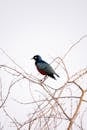 Superb Starling Perched on a Branch