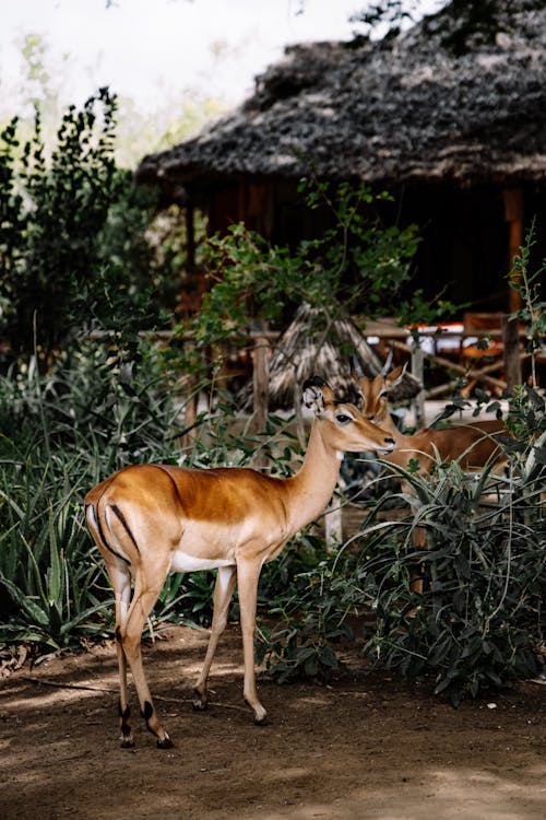 An Impala in Nature