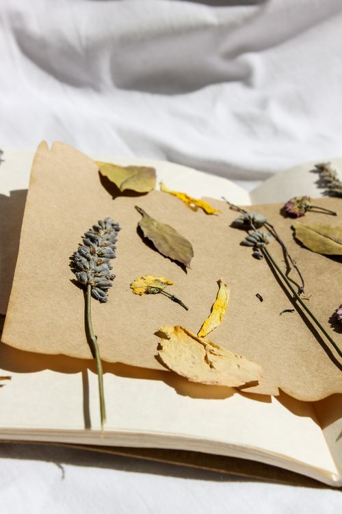 Free Close-up of artistic herbarium with dried flowers and leaves on paper. Stock Photo