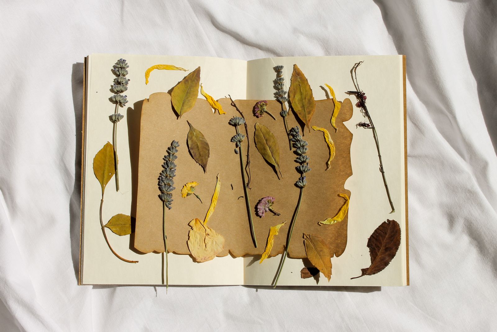 Pressed leaves and dried flowers laid out across an open sketchbook — Feyza Tuğba on Pexels
