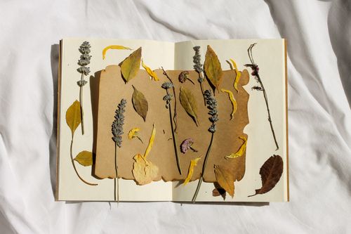 Free Aesthetic arrangement of dried leaves and flowers in an open book, creating a nature-centric still life. Stock Photo