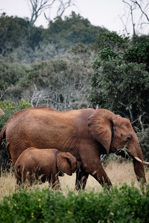 Elephants walking on Brown Grass 