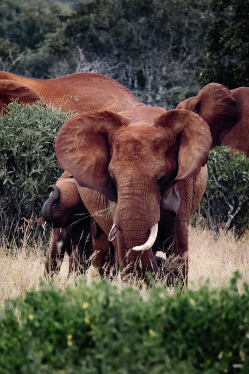 Elephants walking on Brown Grass