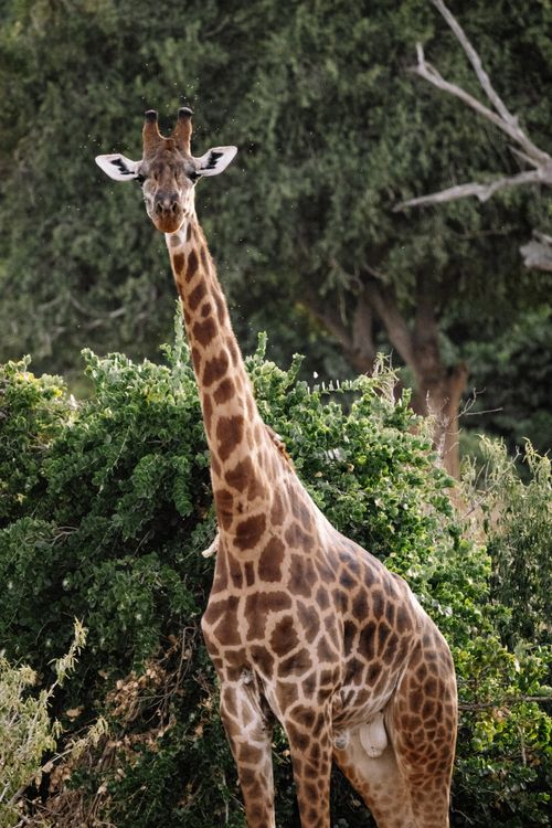 Free A giraffe stands tall among trees, showcasing its long neck and distinctive spots. Stock Photo