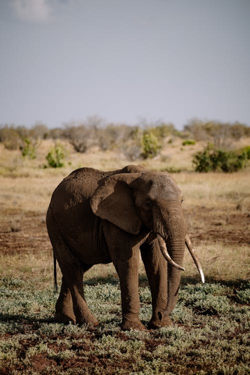 Brown Elephant Walking on a Field