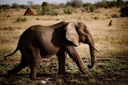 Free A stunning capture of an African elephant walking through the savannah. Stock Photo