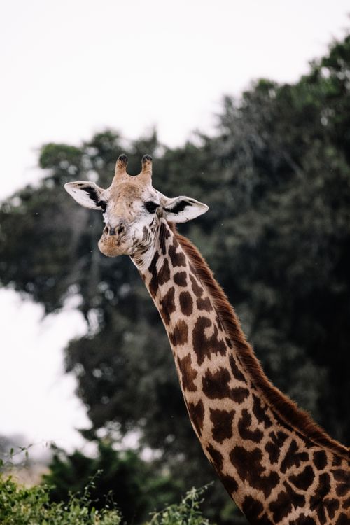 Free Portrait of a giraffe in the wild with trees in the background. Captured outdoors for wildlife photography. Stock Photo