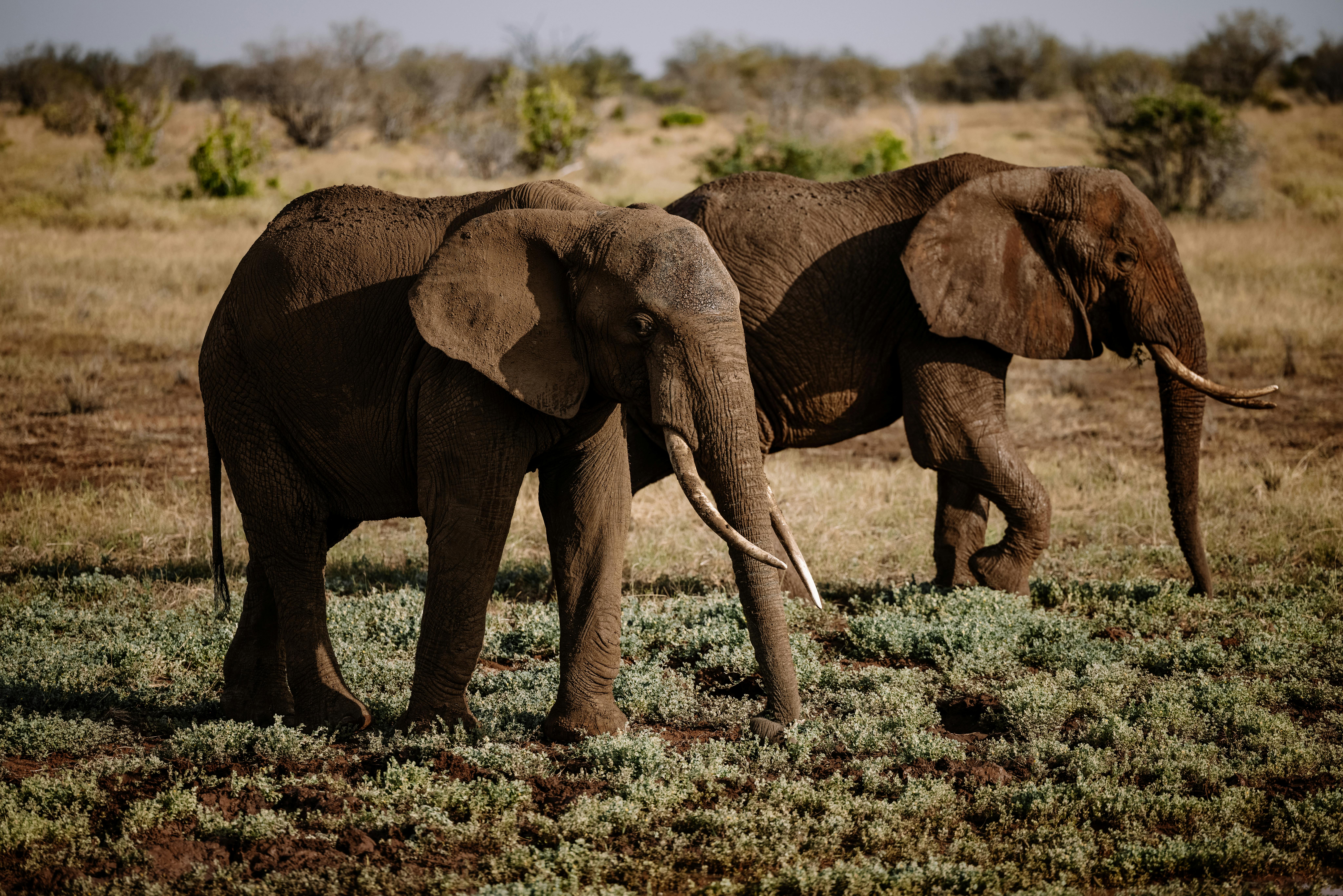 免費 五大, 保護, 傾斜移位 的 免費圖庫相片 圖庫相片