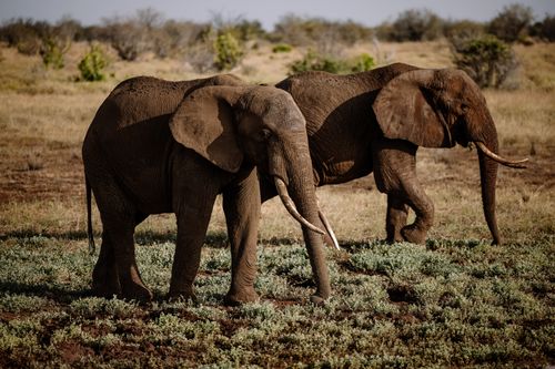 Free Two African elephants exploring their natural habitat in the sunlit savanna. Stock Photo