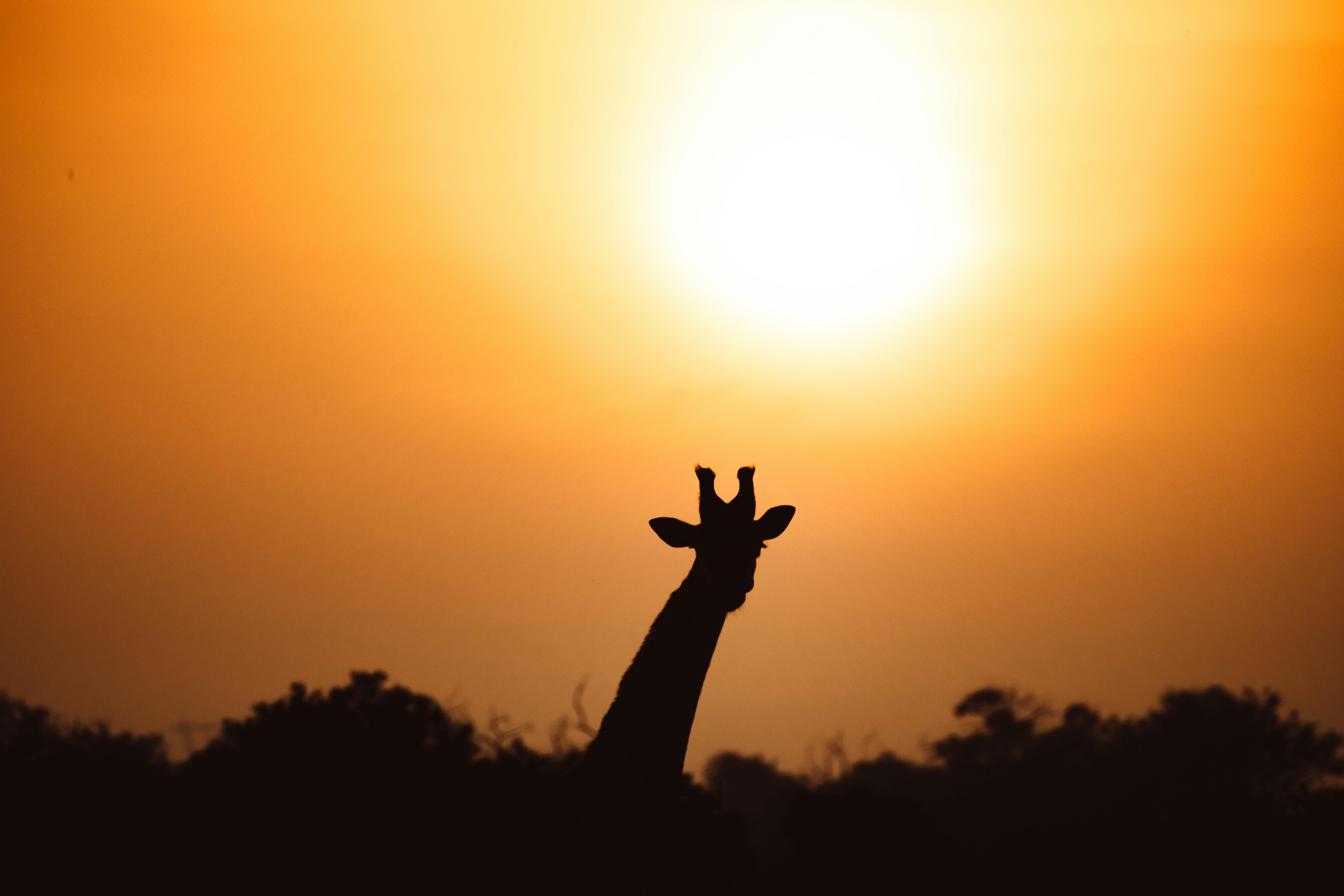 Trusted Intermediary Illustration