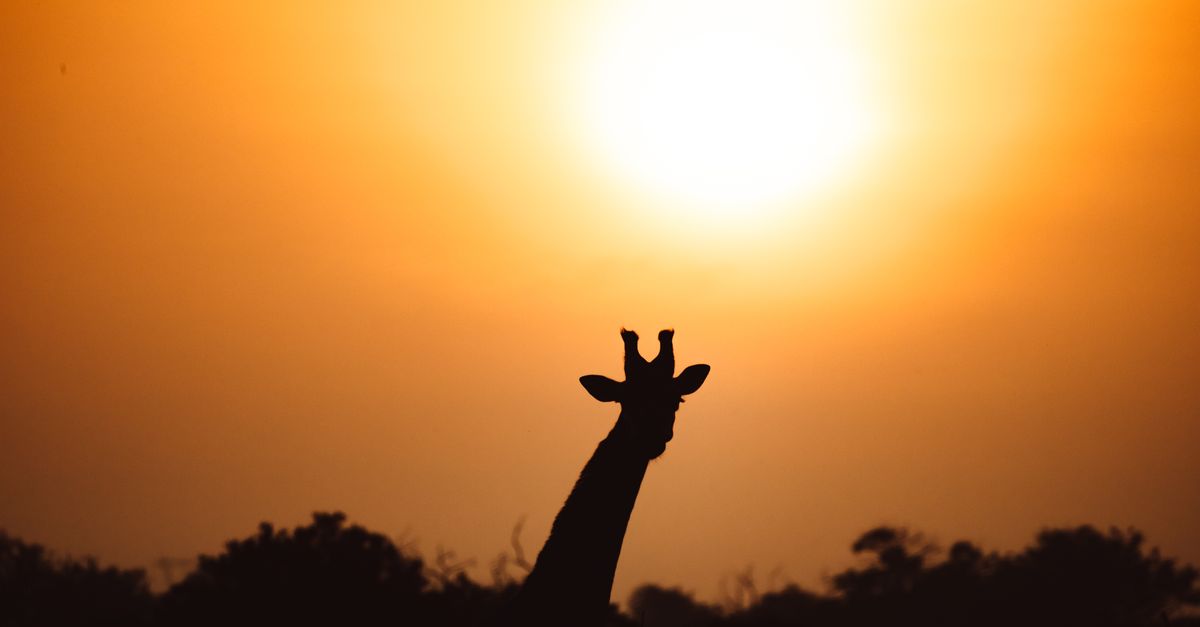 South Africa Safari Packages from India: Best Deals 2026 South Africa Safari Packages from India: Best Deals 2026
