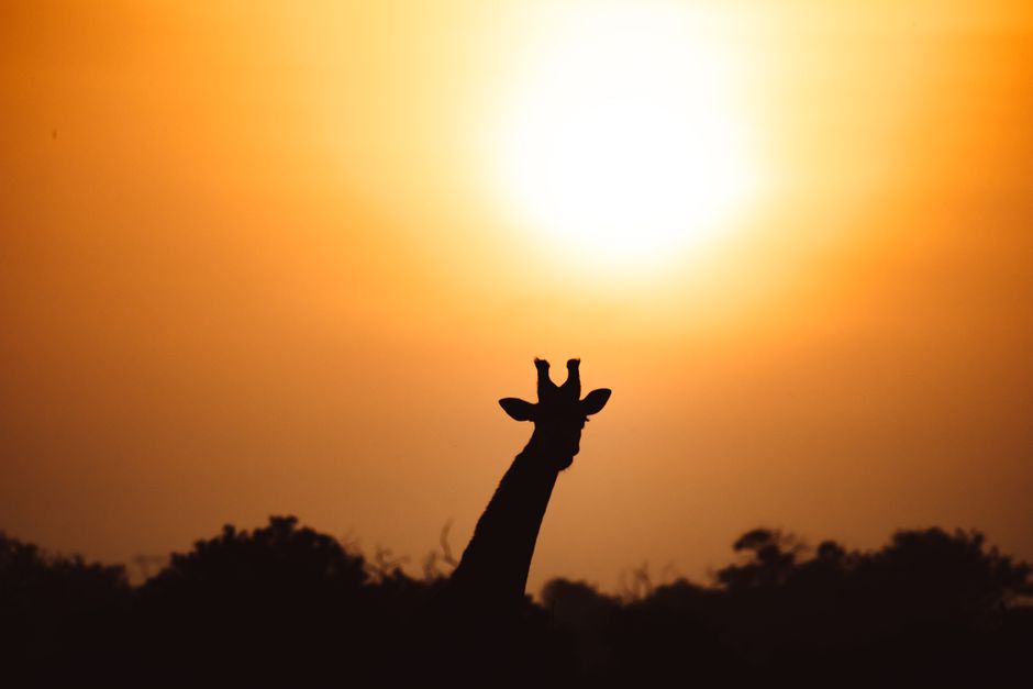 Dawn And Dusk Wildlife Photography: Exposure Without Harsh Contrast