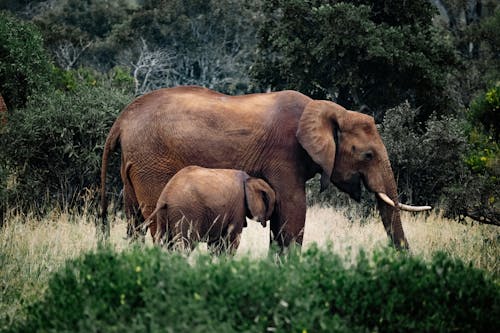 Gratuit Imagine de stoc gratuită din africani, animale, câmp de iarbă Fotografie de stoc