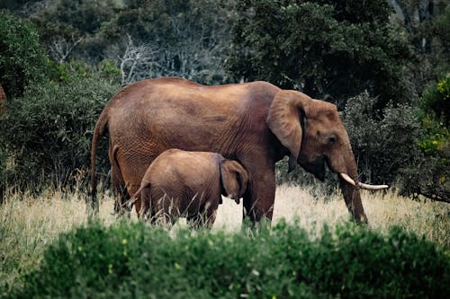 Brown Elephants on Grass Field 