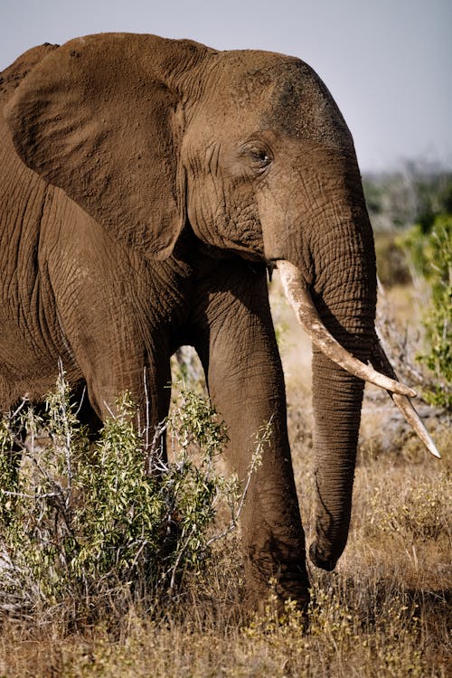 Close Up Photo of an Elephant